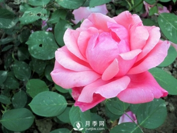 藤本月季的养殖方法有哪些？