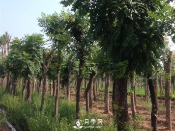 大叶女贞在移栽种植及修剪需要一定的技巧才可以