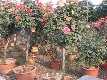 月季花生长季节不同修剪的方式也不同！