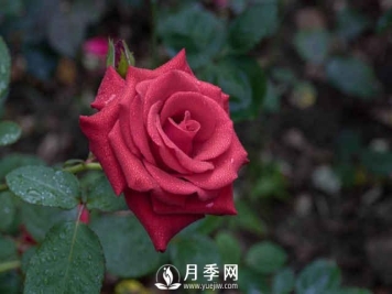 夏天月季怎么养？先从修剪开始，有了动力阳台变成“小花园”