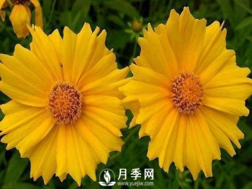 养盆“它”，比皇帝菊好看，比月季好养，花开120天。