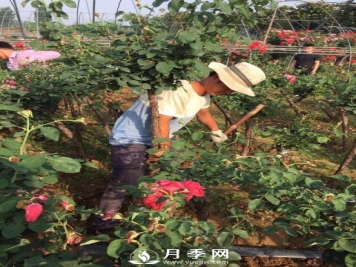 月季花的修剪 看这里