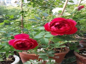 自带香气的月季品种