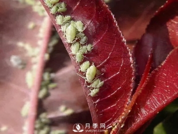 园林绿化树木3-5月份养护管理要点