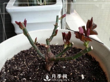 养月季盆栽，就用“5招”技巧，养护大半年，花开艳丽！