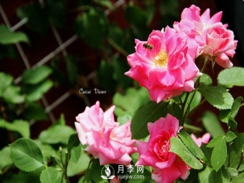 仙境月季Fairyland推荐