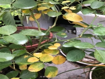 夏天来了，你的月季也黄叶了吗？