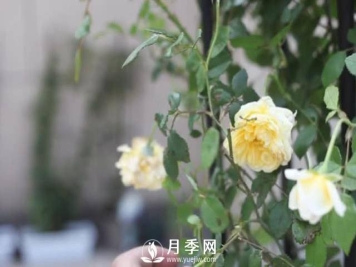 夏天养护月季 这个技巧你的会a