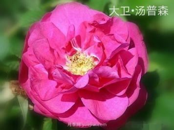 大卫汤普森月季