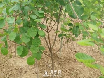 黄栌树白粉病症状是怎样的？