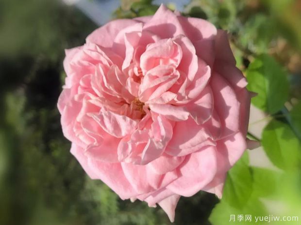 四花月季的优缺点是什么？(图1)