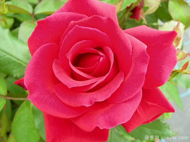 米迦勒大天使月季的优缺点是什么？(图1)