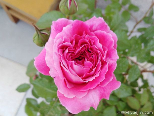 神仆天使阿比迪月季的优缺点是什么？(图1)