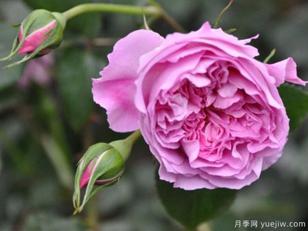 治疗天使拉斐尔月季的优缺点是什么？(图1)