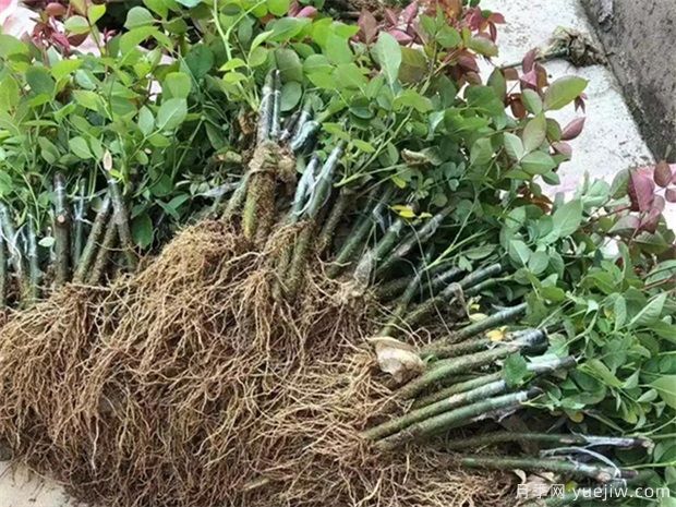 月季小苗/月季牙签苗(图4)