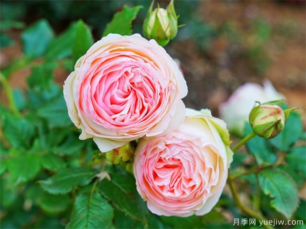 栽植月季苗 如何把根系培养好？(图1)