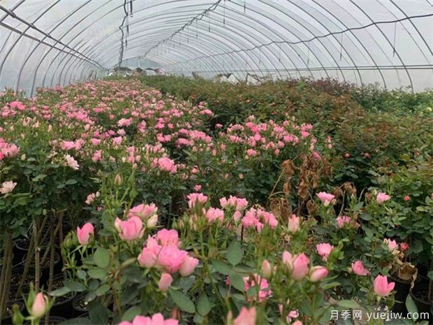 阳台系列月季修剪攻略(图1)