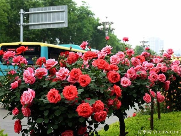 苗木价格变化快，如何抓住机会卖出高价(图1)