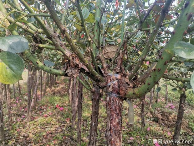 月季老化的防治方法(图1) 月季老化的防治方法(图1)