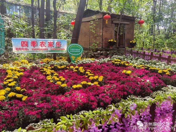 渭南华州南山下数万盆菊花争奇斗艳，国庆节美不胜收(图1)