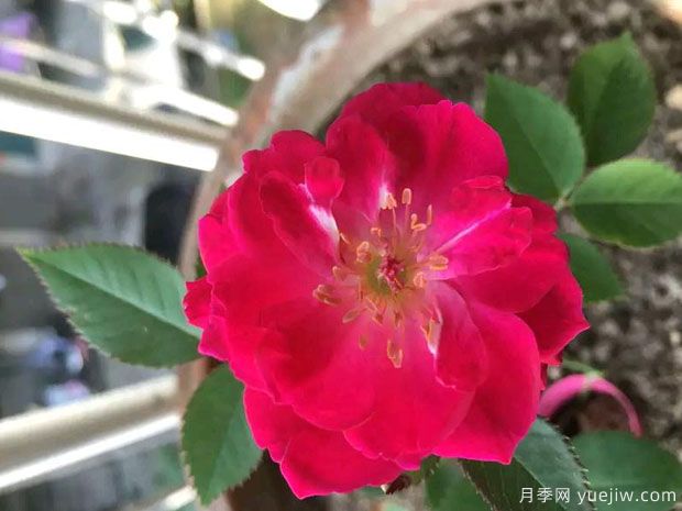 赤龙含珠月季(图2)