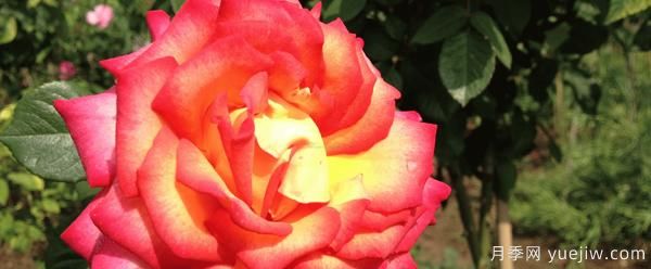 在给树状月季浇水时应该留意什么呢？(图1)