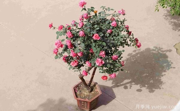 古桩盆栽月季培养，主要的设施需求？来了解下(图1)