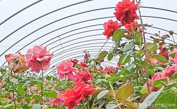 通常可能影响月季的因素有哪几点？(图1)