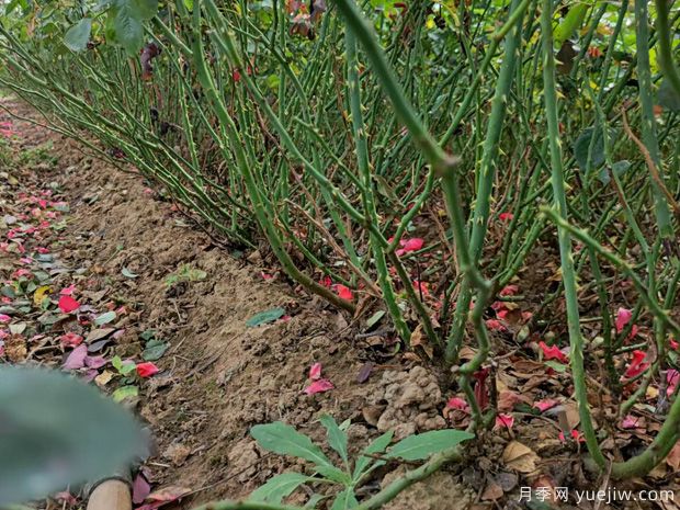 仙境，绯扇，粉扇月季裸根苗预定中(图3)