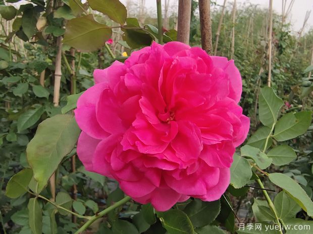 推荐必种的6种藤本月季，花量大长势快，打造花墙超漂亮(图5)