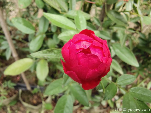 玫瑰？月季？蔷薇？如何分清楚？情人节送的是什么？(图3)