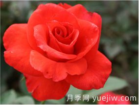 大花月季常用的化肥配方(图1)