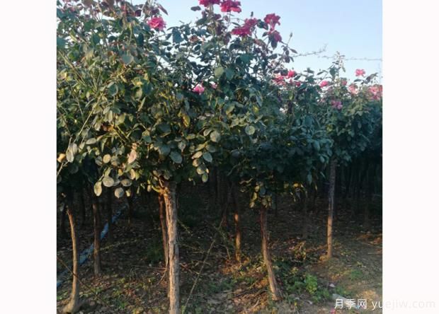 月季洒水的留意事项 月季花的正确饲养办法(图2)