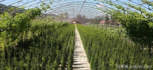 夏季月季的饲养留意事项(图1)