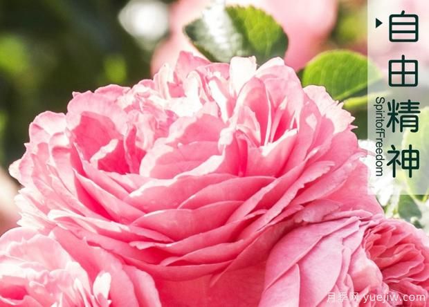 月季长虫？教你解决它！(图1)