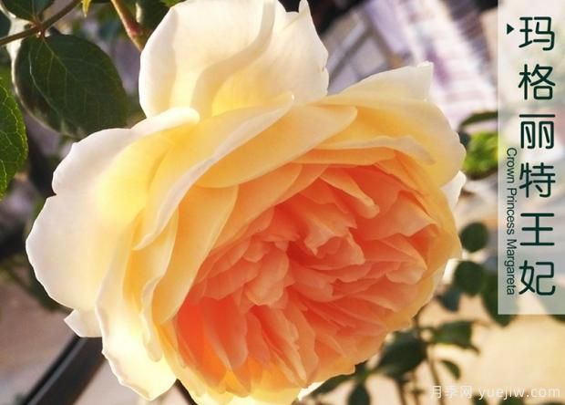 丰花月季日常管理(图1)