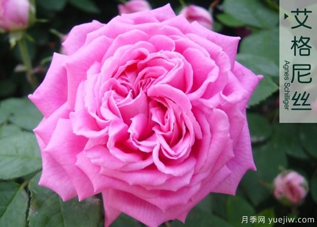 大花月季与丰花月季 你喜欢那个？(图1)