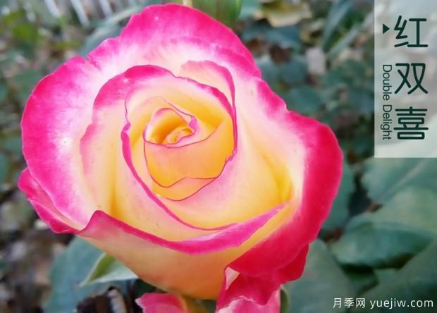 为什么月季老根便宜？月季花根怎么种植？(图1)