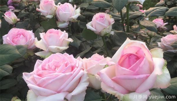 种植栽培景观大花月季需要掌握哪几点？(图1)