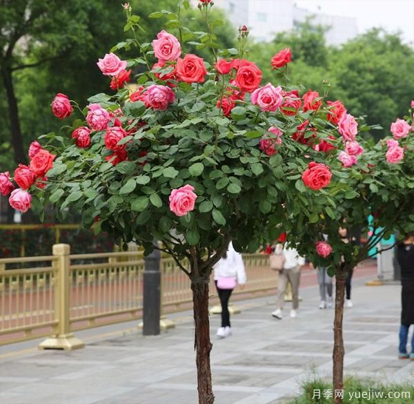 寒冷的冬季漂亮的树状月季该如何维护(图1) 寒冷的冬季漂亮的树状月季该如何维护(图1)