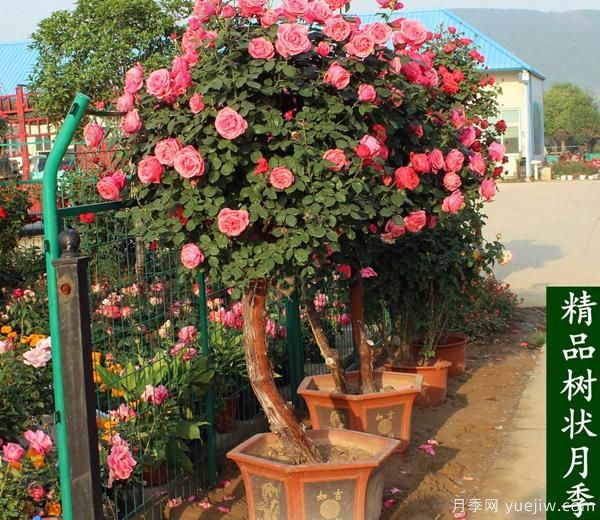 景区养殖的盆栽月季为什么花开的如此旺盛，日常养护技术有什么秘诀？(图1)