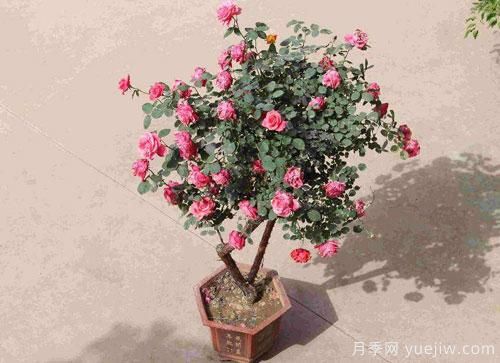 “花中皇后”，花色秀美，四季常开看月季之乡的树状月季是如果养殖的？(图1)