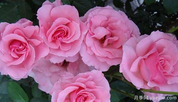 种植树状月季怎样把握好施肥的度？(图1)