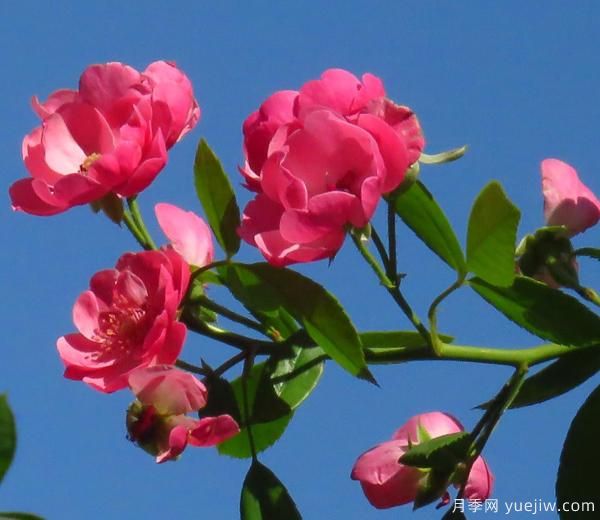 月季忌热才买回来的月季苗注意以下三点保准存活率！(图1)