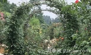 景区的拱形藤本月季是如何形成的，小苗初期都需要压枝头？(图1)