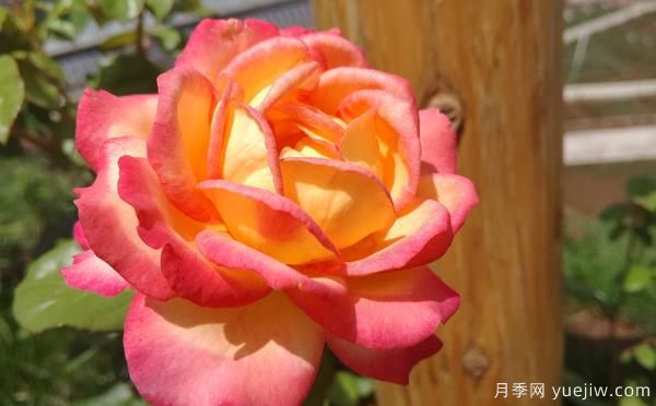 大花月季该怎样修剪的呢？一起来看看吧(图1)