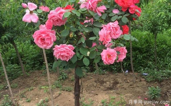 养月季花关于养殖中的注意知识，月季基地来整理(图1)