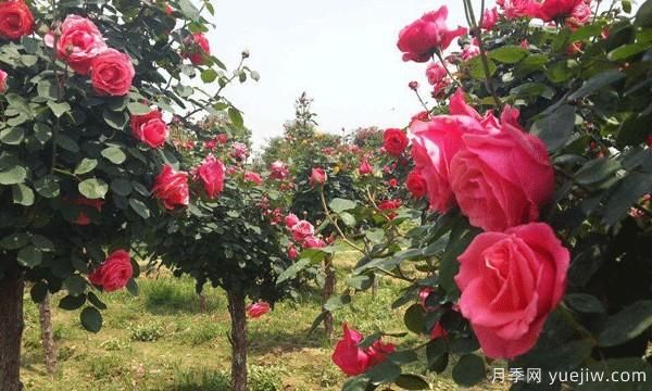 树状月季日常养护要及时修剪和预防病虫害(图1)