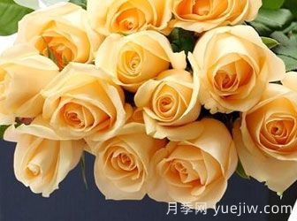 月季基地告诉你切花月季是什么意思呢?什么叫切花月季呢?(图1) 月季基地告诉你切花月季是什么意思呢?什么叫切花月季呢?(图1)