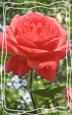 夏季太阳大，没几种花是不怕烈日晒的。大花月季的6个伤不起(图1)